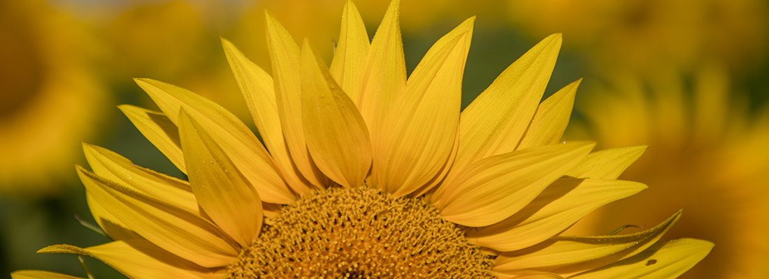 Close up of a Kansas sunflower